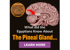 LEARN ABOUT THE PINEAL GLAND, WHAT IT'S FOR, AND HOW TO TAP INTO IT.